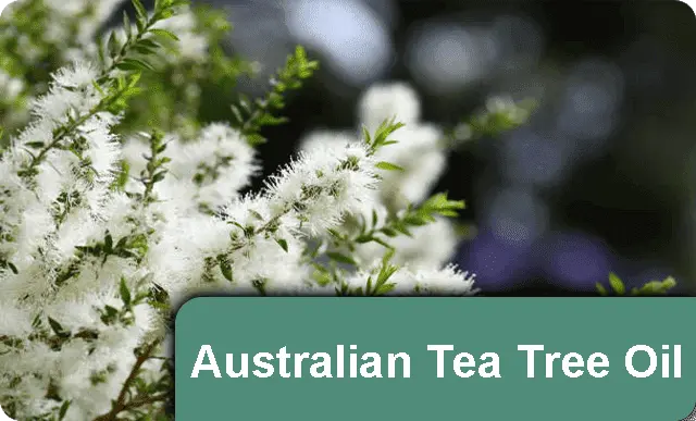 Tea Tree Oil
