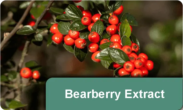 Bearberry Extract