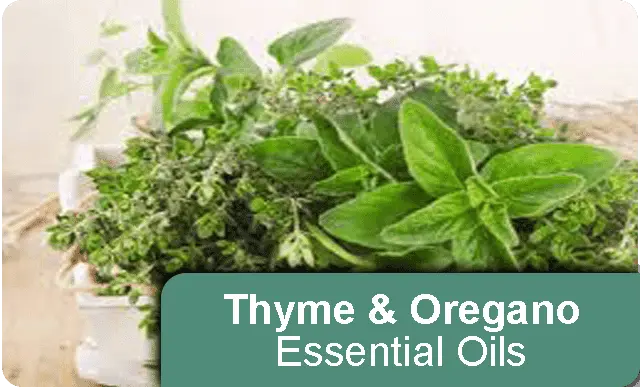 Thyme and Oregano